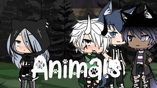 Animals glmv