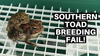 Southern Toad Breeding Attempt A Tale Of Success And Failure - Benjamins Exotics