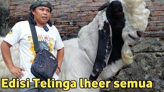 STOK FULL KAMBING PEJANTAN TERBARU DI LAPAK KANG SABAR KALIGESING