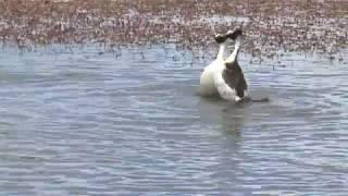 Hooded Grebe courtship dance rare footage from Tango in the Wind