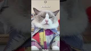 Cats make food 2023 That Little Puff Tiktok Compilation #shorts #short #funny #viral