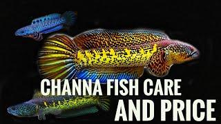Channa Fish Care And Prices. Snake Head Fish Care. Channa Barca Fish Care and Price. Snakehead Fish