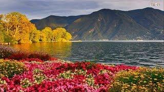 Beautiful Flowers Around The Lake