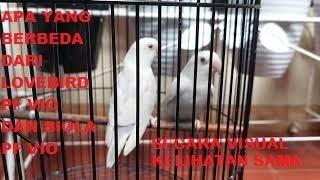 Perbedaan lovebird pf vio dan biola pf vio