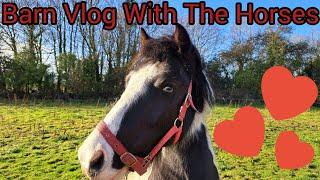 BARN VLOG. A DAY WITH THE HORSES