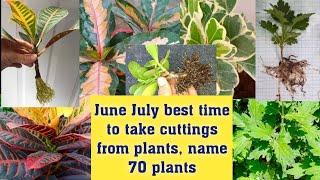 June July मे लगाये 70 permanent पौधे कि cutting June July Best time to take cuttings from plants