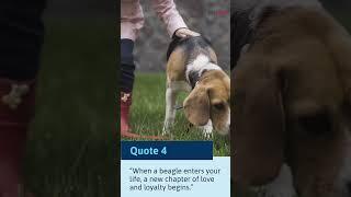 Unleash the Cuteness 5 Beagle Dog Quotes That Will Melt Your Heart