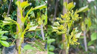 New Avocado Multi GRAFTING Technique 100% Successful