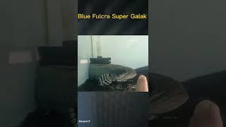 Channa Fulcra Super Galak