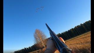 Insanely good goose hunting saturday morning - Gåsjakt - Goose hunting - Hanhen metsästys.