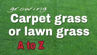 Carpet grass  Lawn grass growing through easy and best way