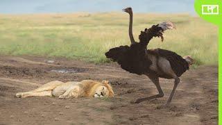 THE OSTRICH KILLS THE LION WITH ONE KICK?