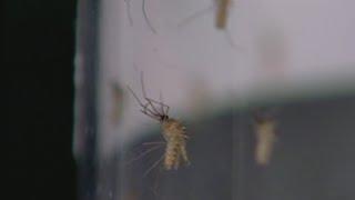 West Nile virus found in mosquitoes in Pittsburgh neighborhood