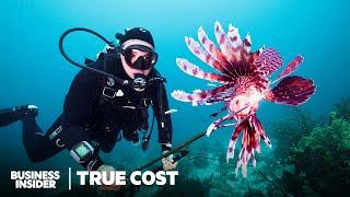 How Lionfish Invaded The Caribbean. Can We Spear And Eat Enough Of Them?  True Cost