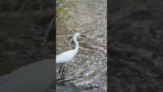 WildLife 64 beautiful white crane bird fishing in the river