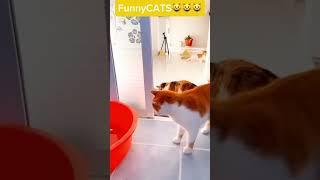 SuperCats #cats #funnycats #rek #funnyvideo #shorts #shortsvideo