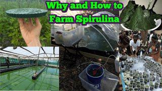 Why and How to Farm Spirulina at MycoFest 2024