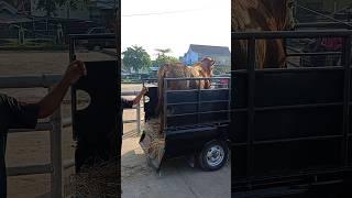 Menurunkan Sapi Jumbo diPasar Sapi #shorts #cowvideos #sapijumbo