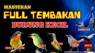 2 jam masteran BURCIL full tembakan ampuh cocok buat pemasteran burung lomba