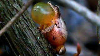 Tree frog call sound