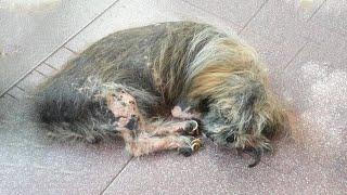 The True Dream of a Poor Dog Who Was Abandoned by His Owner for 11 Years