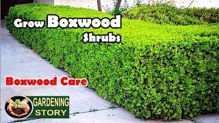 How To Grow Boxwood Shrubs  Boxwood Care