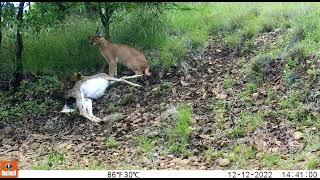 Caracal caught on camera in Kranspoort