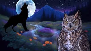 wolves howling sound wolf sound effect wolf howling owl hoot owl sound