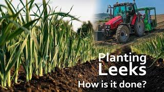 How are leeks planted? - RL Produce