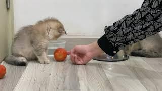 Kittens Vs Tomatoes
