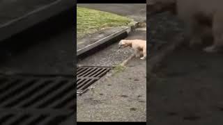 Cat and Dog - funny video clip #shorts