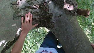 FREE CLIMBING ON THE BIGGEST TREE IN MUNICH⁉️ENGLISCHER GARTENThe German Tree Free Climber