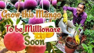 Grow this mango variety  you will be Millionaire very soon. Growing Miyazaki mango. Eggs of Sunshine