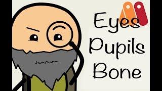 How To Make Animation and rigging Eyes  Pupils Using Bones in Anime Studio Pro 10 11 Moho 12