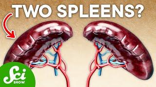 20% of Humans Have an Extra Spleen—Heres Why