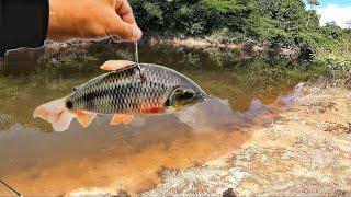 PIAU A ISCA DOS PEIXES GRANDES Pesca Bruta