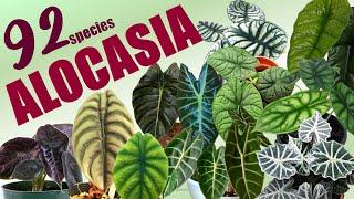 92 ALOCASIA SPECIES  HERB STORIES