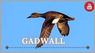 Gadwall Duck Call For Hunting Season 2021-22