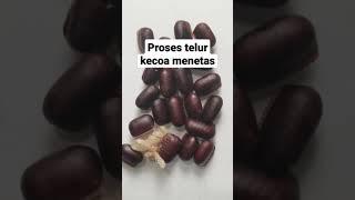 Begini proses telur kecoa menetas 