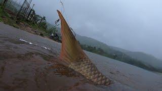 BIG ROHU FISHING pavana dam  caught humongous tilapia  MAHSEERROHU