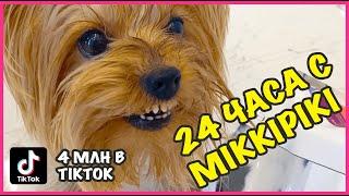 Как живет Злой Пес - MIKKIPIKI из TikTok