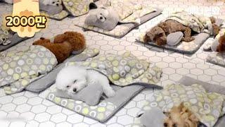 Puppies Enjoy Nap Time In The Kindergarten LOL