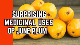 MEDICINAL USES of JUNE PLUM Golden Apple  Earths Medicine