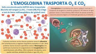 LEMOGLOBINA DI TRASPORTO