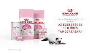 Royal Canin Kitten – Testreszabott táplálás kölyökmacskáknak