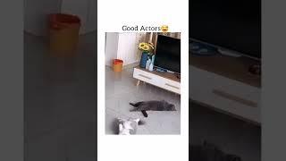 reason why pets are good actors #shorts #funnyvideo #catfunnyvideo #animalfunnyvideos