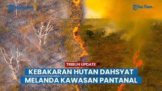 Kebakaran dahsyat melanda kawasan Pantanal lahan basah tropis terbesar di dunia