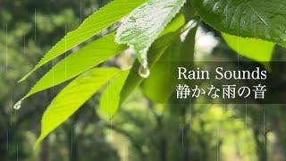 【自然環境音】静かで落ち着く雨の音 Rain Sounds for Meditation  瞑想 睡眠 勉強 作業用 BGM  リラックス・鎮静・集中  自然音 Nature Sound