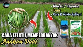 CARA EFEKTIF MEMPERBANYAK ANAKAN PADI