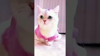 kucing lucu #shortvideo #kucing #cat